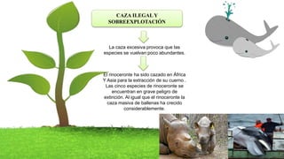 CAZA ILEGAL Y
SOBREEXPLOTACIÓN
La caza excesiva provoca que las
especies se vuelvan poco abundantes.
El rinoceronte ha sido cazado en África
Y Asia para la extracción de su cuerno .
Las cinco especies de rinoceronte se
encuentran en grave peligro de
extinción. Al igual que el rinoceronte la
caza masiva de ballenas ha crecido
considerablemente.
 