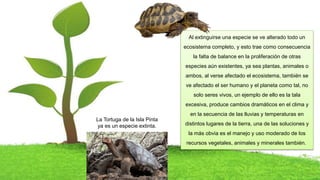 Al extinguirse una especie se ve alterado todo un
ecosistema completo, y esto trae como consecuencia
la falta de balance en la proliferación de otras
especies aún existentes, ya sea plantas, animales o
ambos, al verse afectado el ecosistema, también se
ve afectado el ser humano y el planeta como tal, no
solo seres vivos, un ejemplo de ello es la tala
excesiva, produce cambios dramáticos en el clima y
en la secuencia de las lluvias y temperaturas en
distintos lugares de la tierra, una de las soluciones y
la más obvia es el manejo y uso moderado de los
recursos vegetales, animales y minerales también.
La Tortuga de la Isla Pinta
ya es un especie extinta.
 