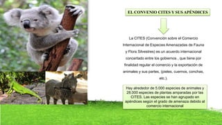 EL CONVENIO CITES Y SUS APÉNDICES
La CITES (Convención sobre el Comercio
Internacional de Especies Amenazadas de Fauna
y Flora Silvestres) es un acuerdo internacional
concertado entre los gobiernos , que tiene por
finalidad regular el comercio y la exportación de
animales y sus partes, (pieles, cuernos, conchas,
etc.).
Hay alrededor de 5.000 especies de animales y
28.000 especies de plantas amparadas por las
CITES. Las especies se han agrupado en
apéndices según el grado de amenaza debido al
comercio internacional
 
