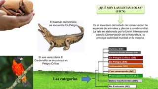 ¿QUÉ SON LAS LISTAS ROJAS?
(UICN)
Es el inventario del estado de conservación de
especies de animales y plantas a nivel mundial.
La lista es elaborada por la Unión Internacional
para la Conservación de la Naturaleza, la
principal autoridad mundial en la materia.
Las categorías
El ave venezolana El
Cardenalito se encuentra en
Peligro Crítico.
El Caimán del Orinoco
se encuentra En Peligro
 