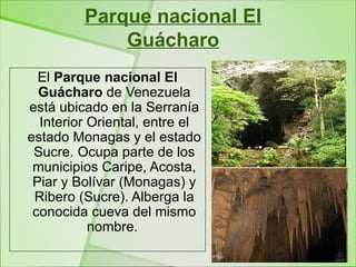 Parque nacional El
             Guácharo
  El Parque nacional El
  Guácharo de Venezuela
está ubicado en la Serranía
  Interior Oriental, entre el
estado Monagas y el estado
 Sucre. Ocupa parte de los
 municipios Caripe, Acosta,
 Piar y Bolívar (Monagas) y
 Ribero (Sucre). Alberga la
 conocida cueva del mismo
           nombre.
 