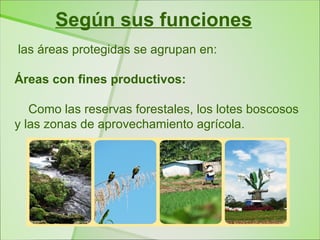 Según sus funciones
las áreas protegidas se agrupan en:

Áreas con fines productivos:

   Como las reservas forestales, los lotes boscosos
y las zonas de aprovechamiento agrícola.
 