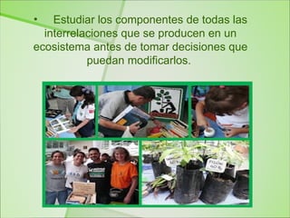 •   Estudiar los componentes de todas las
  interrelaciones que se producen en un
ecosistema antes de tomar decisiones que
           puedan modificarlos.
 