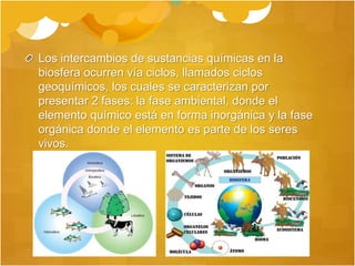 Los intercambios de sustancias químicas en la
biosfera ocurren vía ciclos, llamados ciclos
geoquímicos, los cuales se caracterizan por
presentar 2 fases: la fase ambiental, donde el
elemento químico está en forma inorgánica y la fase
orgánica donde el elemento es parte de los seres
vivos.
 