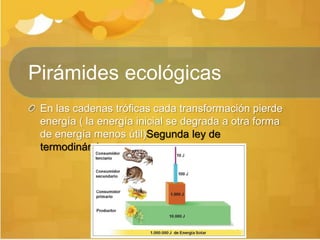 Pirámides ecológicas
En las cadenas tróficas cada transformación pierde
energía ( la energía inicial se degrada a otra forma
de energía menos útil)Segunda ley de
termodinámica.
 