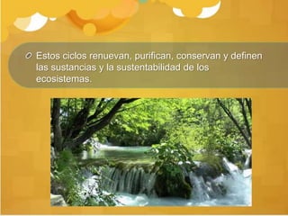 Estos ciclos renuevan, purifican, conservan y definen
las sustancias y la sustentabilidad de los
ecosistemas.
 