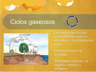Ciclos gaseosos
Las sustancias circulan
principalmente entre la
atmosfera y los organismos
vivos.
Velocidad mayor de
reciclado
Principales ciclos son el
oxigeno, carbono y
nitrógeno.
 