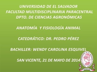 UNIVERSIDAD DE EL SALVADOR
FACULTAD MULTIDISCIPLINARIA PARACENTRAL
DPTO. DE CIENCIAS AGRONÓMICAS
ANATOMÍA Y FISIOLOGÍA ANIMAL
CATEDRÁTICO: DR. PEDRO PÉREZ
BACHILLER: WENDY CAROLINA ESQUIVEL
SAN VICENTE, 21 DE MAYO DE 2014
 