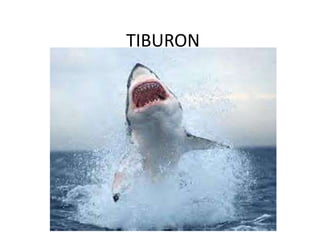 TIBURON
 