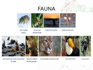 FAUNA
 