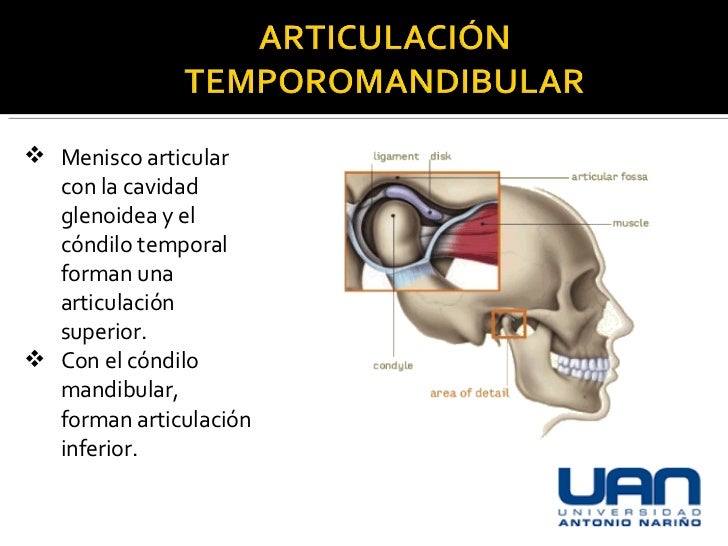 Articulacion Temporomandibular