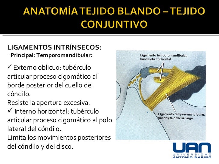 Articulacion Temporomandibular