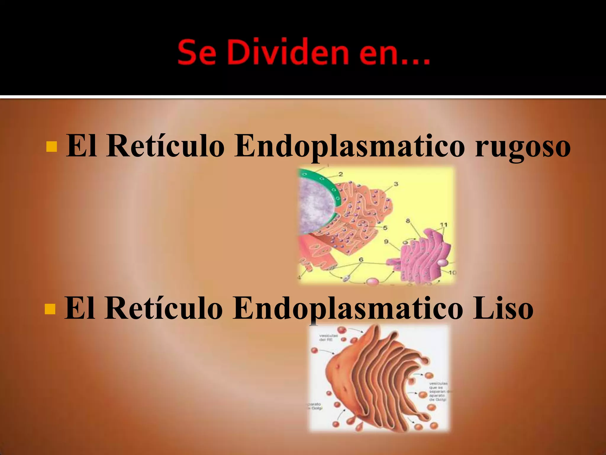 Liso Y Rugoso Retículo endoplasmatico liso y rugoso | PPTX