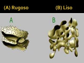 Liso Y Rugoso Retículo endoplasmatico liso y rugoso | PPTX