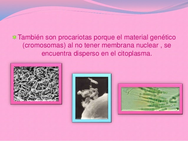 Bacterias Fotosinteticas o Bacterias purpuras