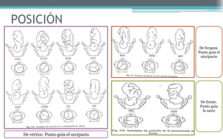 POSICIÓN
SIIA SIDA SIIT
NIIT NIDT
De vértice. Punto guía el occipucio
De bregma.
Punto guía el
sincipucio
De frente.
Punto guía
la nariz
 