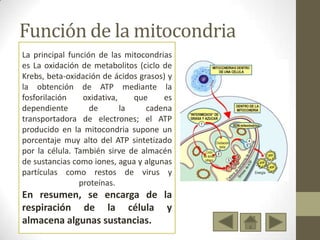 Función de la mitocondria
La principal función de las mitocondrias
es La oxidación de metabolitos (ciclo de
Krebs, beta-oxidación de ácidos grasos) y
la obtención de ATP mediante la
fosforilación    oxidativa,    que    es
dependiente        de       la    cadena
transportadora de electrones; el ATP
producido en la mitocondria supone un
porcentaje muy alto del ATP sintetizado
por la célula. También sirve de almacén
de sustancias como iones, agua y algunas
partículas como restos de virus y
                proteínas.
En resumen, se encarga de la
respiración de la célula y
almacena algunas sustancias.
 
