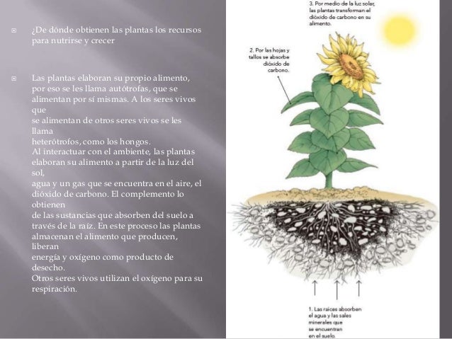 Las Plantas Elaboran Su Propio Alimento