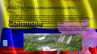 • La Sierra de la Macarena es una región colombiana que, ubicada en el departamento de Meta, en el
piedemonte andino en la selva amazónica, es el punto de encuentro de los ecosistemas andino, amazónico
y orinoqense. Habitada por campesinos herederos de un proceso reciente de colonización, motivado por la
expulsión violenta de campesinos desde mediados del Siglo XX, La Macarena es reconocida tanto por su
importancia físico biótica como por los múltiples conflictos que la cruzan.
• La Sierra de La Macarena comprende un sistema montañoso perteneciente al Escudo Guyanés, ubicado al
este de la Cordillera de los Andes y separada, en su extremo norte, unos 40 km de la Cordillera Oriental.
Este relieve forma una banda de orientación Norte-Sur con una longitud aproximada de 120 km y un ancho
de 30 km. Su altura media es de alrededor 1600 msnm.
PARQUE NACIONAL LA MACARENA EN EL META
MENU ATRAS
 
