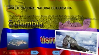 PARQUE NACIONAL NATURAL DE GORGONA
• Uno de los rasgos más sorprendentes de Gorgona salta a la vista desde alta mar: una frondosa y
exuberante selva tropical desciende directamente desde las pequeñas cumbres nubladas hasta el azul
intenso de las aguas misteriosas del océano Pacífico. Pero las verdaderas sorpresas son las que se
esconden bajo estas deslumbrantes superficies, tanto en tierra como en el mar. En Gorgona se encuentran
especies propias de la selva húmeda tropical, formaciones coralinas, gran variedad de especies marinas,
colonias de nidación de aves marinas y de migración de aves playeras y marinas. Sus aguas son
frecuentadas por delfines, cachalotes y la ballena jorobada, entre otros.
MENUATRAS
 
