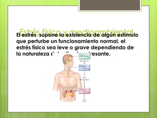 Estrés físico y medioambientalEl estrés supone la existencia de algún estimulo
que perturbe un funcionamiento normal, el
estrés físico sea leve o grave dependiendo de
la naturaleza del estimulo estresante.
 