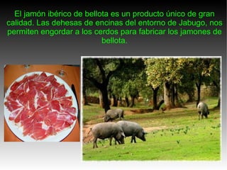El jamón ibérico de bellota es un producto único de gran calidad. Las dehesas de encinas del entorno de Jabugo, nos permiten engordar a los cerdos para fabricar los jamones de bellota. 