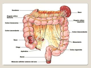 SE NECESITAN DE 3 A 5 HORAS PARA QUE EL QUIMO LLEGUE DESDE EL PÍLORO A LA VÁLVULA ILEOCECAL.2. CONTROL DEL PERISTALTISMO POR LAS SEÑALES NERVIOSAS Y HORMONALES.     EXISTEN VARIOS FACTORES HORMONALES QUE TAMBIÉN  INFLUYEN SOBRE ÉL, COMO SON : LA GASTRINA, LA INSULINA, LA MORTILINA Y LA SEROTONINA. 3. ACOMETIDA PERISTÁLTICA.      EL PERISTALTISMO DEL INTESTINO DELGADO ES HABITUALMENTE DÉBIL, UNA IRRITACIÓN INTENSA DE LA MUCOSA INTESTINAL.