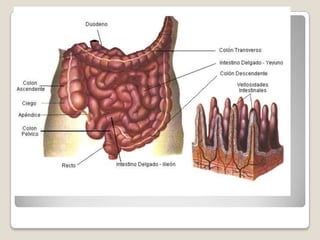 3. ACOMETIDA PERISTÁLTICA.      EL PERISTALTISMO DEL INTESTINO DELGADO ES HABITUALMENTE DÉBIL, UNA IRRITACIÓN INTENSA DE LA MUCOSA INTESTINAL.MOVIMIENTOS CAUSADO POR LA MUSCULARIS MUCOSAE Y POR LAS FIBRAS MUSCULARES DE LAS VELLOSIDADES.PUEDE FORMAR PLIEGUES CORTOS EN LA MUCOSA INTESTINAL. 