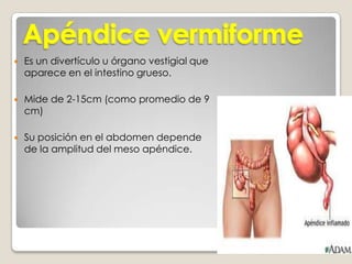 ALGUNAS DE ESTAS FIBRAS SE EXTIENDEN HACIA LAS VELLOSIDADES INTESTINALES QUE CONTRAEN DE MANERA INTERMITENTE.