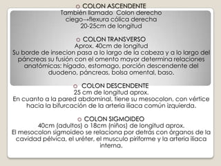 LOS PLIEGUES AUMENTAN LA SUPERFICIE EXPUESTA AL QUIMO Y POR TANTO LA ABSORCIÓN. 