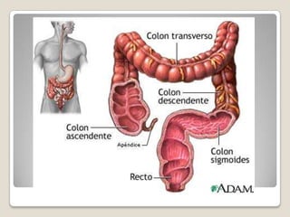LAS CONTRACCIONES DE LAS VELLOSIDADES “ ORDEÑAN SU CONTENIDO, DE FORMA QUE LA LINFA FLUYE LIBREMENTE DESDE LOS QUILÍFEROS CENTRALES DE LAS VELLOSIDADES HACIA EL SISTEMA LINFÁTICO. MOVIMIENTOS CAUSADO POR LA MUSCULARIS MUCOSAE Y POR LAS FIBRAS MUSCULARES DE LAS VELLOSIDADES.PUEDE FORMAR PLIEGUES CORTOS EN LA MUCOSA INTESTINAL. 