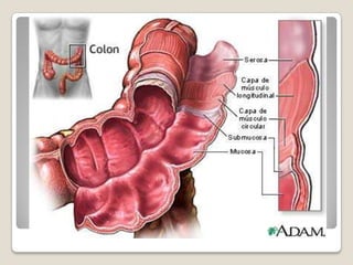 LOS PLIEGUES AUMENTAN LA SUPERFICIE EXPUESTA AL QUIMO Y POR TANTO LA ABSORCIÓN. 