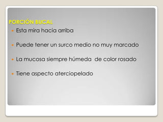 PORCIÓN BUCALEsta mira hacia arribaPuede tener un surco medio no muy marcadoLa mucosa siempre húmeda  de color rosado Tiene aspecto aterciopelado