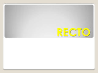 El intestino delgado se une al intestino grueso en el abdomen inferior derecho a través de la válvula ileocecal.