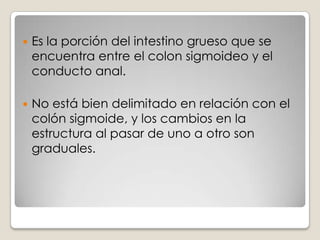  El intestino grueso es un tubo muscular de aprox.  de 1.5 m de largo y 6.5 cm de diámetro.