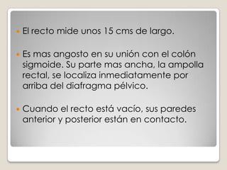  La primera parte del intestino grueso se llama ciego.