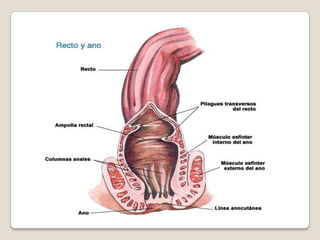  El intestino grueso continúa absorbiendo agua y nutrientes minerales de los alimentos y sirve como área de almacenamiento de las heces.El intestino gruesoes el último componente del sistema o aparato digestivo y realiza la fase terminal de la digestión.