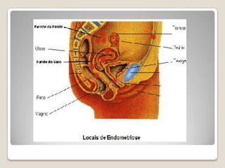 Por lo general, el alimento pasa más tiempo en el colon que en ningún otro sitio del tubo digestivo, este tiempo puede variar dependiendo del tipo de alimento y de cada persona. En el colon puede permanecer aproximadamente desde nueve horas hasta varios días. Después de 32 horas Aprox.funciónabsorbe vitaminas y el agua