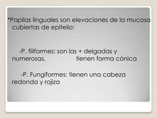 *Papilas linguales son elevaciones de la mucosa cubiertas de epitelio:      -P. filiformes: son las + delgadas y numerosas,                  tienen forma cónica         -P. Fungiformes: tienen una cabeza redonda y rojiza