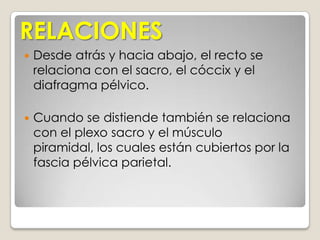 almacena la materia fecal en el recto hasta que es expulsada a través del ano.En el colon predominan las bacterias comensales que sintetizan vitamina K y ácido fólico como:ESCHERICHIA     COLIENTEROBACTER  AEROGENES