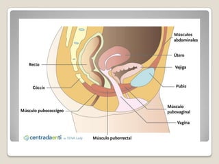 STREPTOCOCCUS     FAECALISCLOSTRIDIUM      PERFRINGS