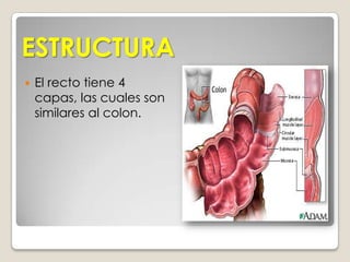 PERITONEOAnatomíaInicia en la papila ileal  (ciego)El ciego y el apéndice vermiforme. Son intraperitonealesEl colon ascendente se adosa a la pared posterior y se hace secundariamente retroperitoneal. En la base del hígado, el colon cambia de dirección en la flexura cólica derecha y se hace colon transverso, con una longitud variable, unido a la pared abdominal posterior por el mesocolontransverso.Vuelve a cambiar de dirección en la flexura cólica izquierda, y pasa a colon descendente, que también está adherido a la pared abdominal posterior.