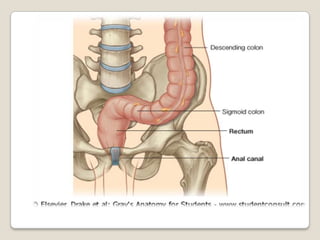 Apéndice vermiforme Es un divertículo u órgano vestigial que aparece en el intestino grueso. Mide de 2-15cm (como promedio de 9 cm)Su posición en el abdomen depende de la amplitud del meso apéndice.