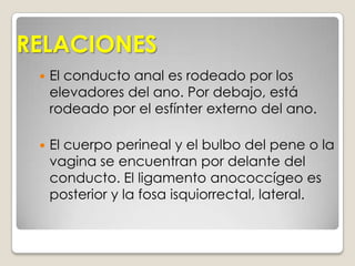 COLON ASCENDENTETambién llamado  Colon derechociego->flexura cólica derecha20-25cm de longitudCOLON TRANSVERSOAprox. 40cm de longitudSu borde de insecion pasa a lo largo de la cabeza y a lo largo del páncreas su fusión con el omento mayor determina relaciones anatómicas: hígado, estomago, porción descendente del duodeno, páncreas, bolsa omental, baso.  COLON DESCENDENTE25 cm de longitud aprox.En cuanto a la pared abdominal, tiene su mesocolon, con vértice hacia la bifurcación de la arteria iliaca común izquierda.   COLON SIGMOIDEO40cm (adultos) o 18cm (niños) de longitud aprox.El mesocolon sigmoideo se relaciona por detrás con órganos de la cavidad pélvica, el uréter, el musculo piriforme y la arteria iliaca interna.