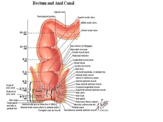      IRRIGACION DEL INTESTINO GRUESOparte derecha del intestino grueso->arteria mesentérica superior.parte izquierda del intestino grueso->arteria mesentérica inferior.