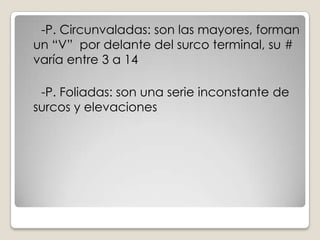      -P. Circunvaladas: son las mayores, forman un “V”  por delante del surco terminal, su # varía entre 3 a 14     -P. Foliadas: son una serie inconstante de surcos y elevaciones  