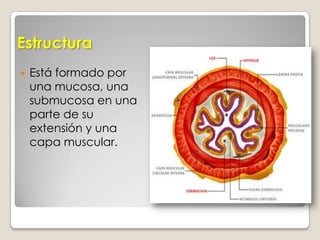 El intestino grueso se puede explorar mediante: Enema opaco EndoscopiaTomografía axial computarizada 