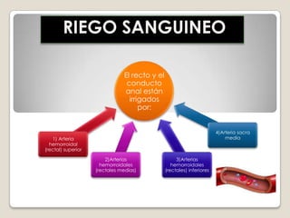 LAS ENFERMEDADES DEL INTESTINO GRUESOCáncer de colon