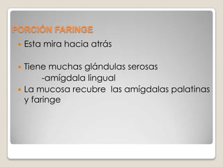 PORCIÓN FARINGEEsta mira hacia atrásTiene muchas glándulas serosas         -amígdala lingualLa mucosa recubre  las amígdalas palatinas y faringe 