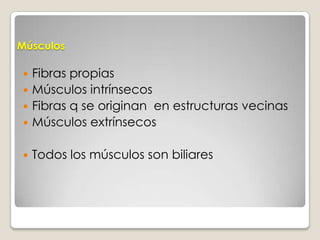 Músculos Fibras propiasMúsculos intrínsecosFibras q se originan  en estructuras vecinasMúsculos extrínsecosTodos los músculos son biliares